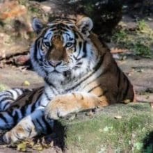 Pretty Tiger Resting