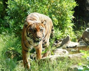 Tigers Jumping Abilities