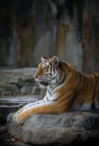 Stripes to Strength: Tiger sitting on a stone slab.