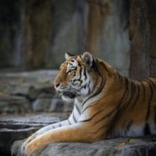 Tiger sitting on a stone slab.