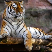 Tigers Relaxed: Tiger relaxing on platform