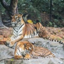 Tigers Relaxing