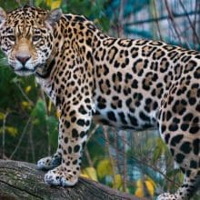 Pretty Jaguar standing on a fallen Tree