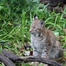 Captivating Encounters: A bobcat on a grassland