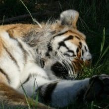 Where Tigers Sleep: A tiger sleeping on the grass