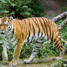 Camouflage Adaptations: Tiger In Jungle