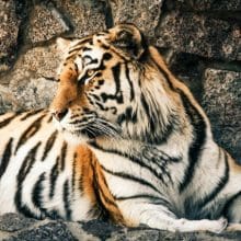 Tiger Stripe Patterns: Bengal tiger sitting beside gray wall