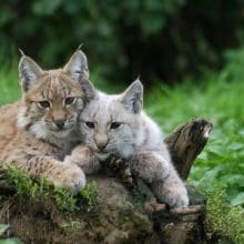 Threatened Bobcats: Two bobcats relaxing on a tree stump