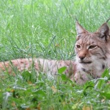 Bobcat relaxing in the grass