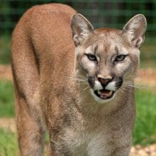 Mountain Lion Conservation: Mountain Lion standing in a field