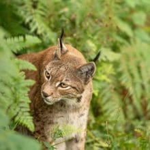 Majestic Eurasian Lynx: Eurasian lynx walking in green forest