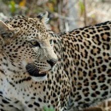 Elegance of Leopards: leopard standing in the woods