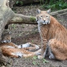 Two Bobcats near a tree trunk