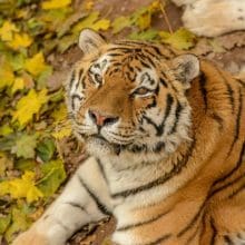 Tiger Sanctuaries: Pretty Tiger relaxing in fall leaves