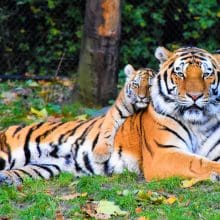 Fierce and Fluffy: Photo of tiger and cub lying down on grass