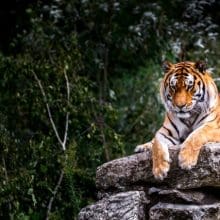 Graceful and Mighty: Tiger resting on a big rock