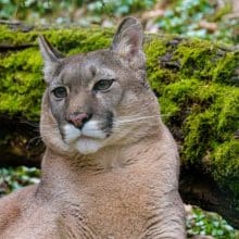 Mountain Lion Researchers: puma, mountain lion, wildlife