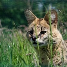 African Serval's