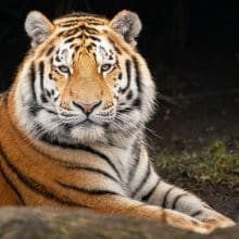 Saving Tigers: Tiger relaxing in the woods