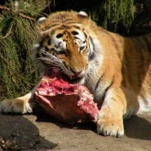 Tigers Food Source: Tiger eating