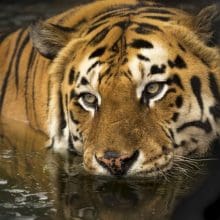 Tigers Hunting Habits: Tiger in water