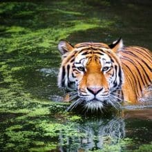 Animal Welfare: tiger, swimming, big cat