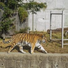 USA Big Cat Sanctuaries: Tiger walking in green sunny national park