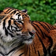 Tracking Tigers: Tiger relaxing in the forest