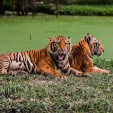 Safeguarding Tigers: Discover 10 effective ways to safeguard tigers: Two tiger relaxing