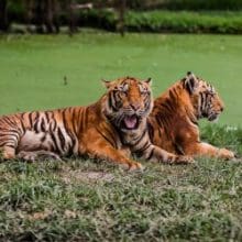 Breeding Programs: Two tiger relaxing