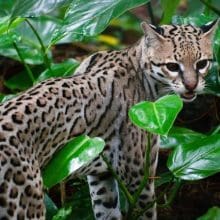 Protect Ocelot Species: Ocelot in the woods