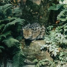 Fishing Cats: Fishing Cat sitting on a rock