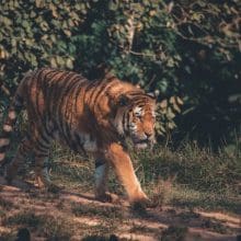 Tigers and Fear: Tiger walking near grass