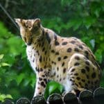 Enigmatic Beauty of Servals: Serval sitting on a platform in the woods