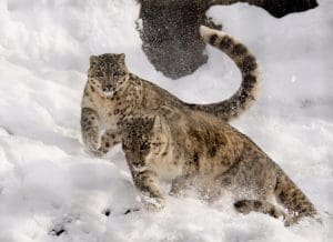 About Snow Leopards: Snow Leopard, playing in the snow