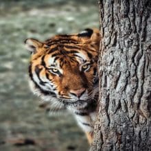 Tigers and Trees: Tiger standing behind a tree