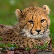 Save Cheetahs: Cheetah relaxing in the grass