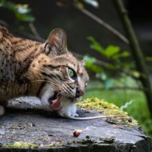 Ocelot Species Unique: Ocelot eating a white rat