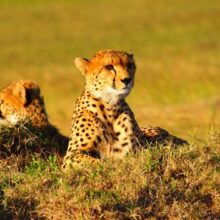 Cheetahs in the Wild: Two Cheetahs in a field