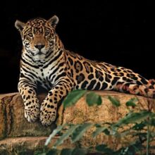 Jaguars and Water: Jaguar relaxing on a rock