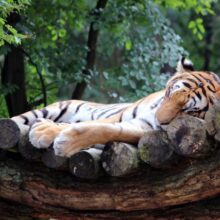 Tigers Relaxed: Tiger Relaxing on a log hammock