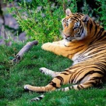 Bengal Tiger In The Forest