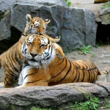 Tiger Cub Hugging Mom