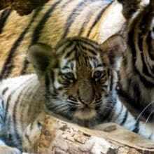 Tiger Cub With Mom