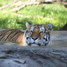 Tiger Swimming