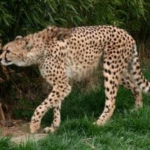 Cheetah Stalking