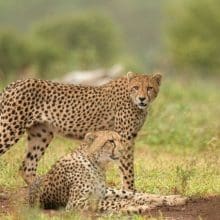 Cheetah's Hanging Out Together