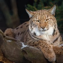 Eurasian Lynx In The Winter