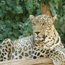 Leopard Resting