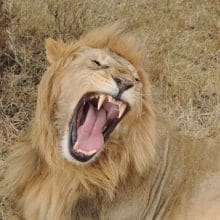 Lion Big Yawn